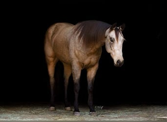 American Quarter Horse, Ruin, 5 Jaar, 157 cm, Buckskin