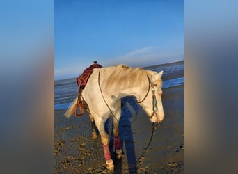 American Quarter Horse Mix, Ruin, 5 Jaar, 157 cm, Cremello