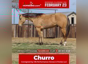 American Quarter Horse, Ruin, 5 Jaar, 157 cm, Falbe