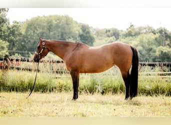 American Quarter Horse, Ruin, 5 Jaar, 157 cm, Falbe