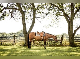 American Quarter Horse, Ruin, 5 Jaar, 157 cm, Falbe