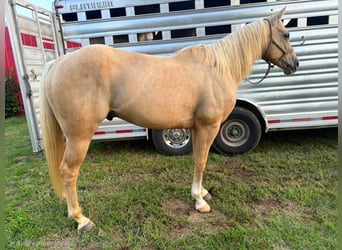 American Quarter Horse, Ruin, 5 Jaar, 157 cm, Palomino