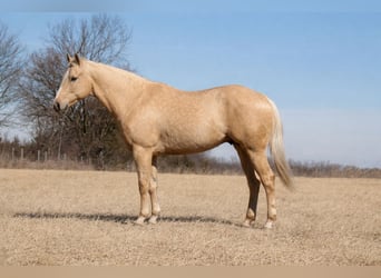 American Quarter Horse, Ruin, 5 Jaar, 157 cm, Palomino