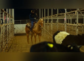 American Quarter Horse, Ruin, 5 Jaar, 157 cm, Palomino