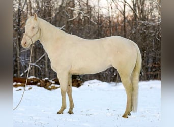 American Quarter Horse, Ruin, 5 Jaar, 157 cm, Perlino