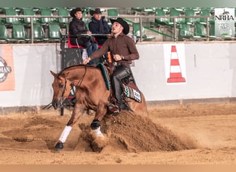 American Quarter Horse, Ruin, 5 Jaar, 157 cm, Red Dun