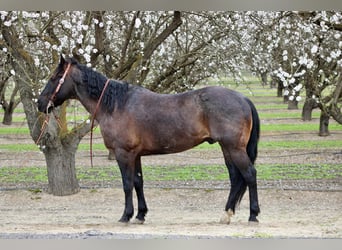 American Quarter Horse, Ruin, 5 Jaar, 157 cm, Roan-Blue