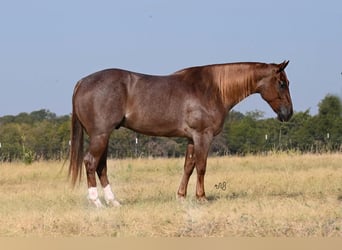 American Quarter Horse, Ruin, 5 Jaar, 157 cm, Roan-Red