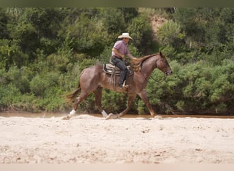 American Quarter Horse, Ruin, 5 Jaar, 157 cm, Roan-Red