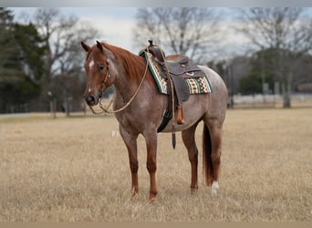 American Quarter Horse, Ruin, 5 Jaar, 157 cm, Roan-Red
