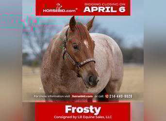 American Quarter Horse, Ruin, 5 Jaar, 157 cm, Roan-Red