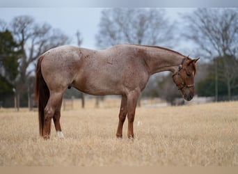 American Quarter Horse, Ruin, 5 Jaar, 157 cm, Roan-Red