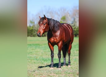 American Quarter Horse, Ruin, 5 Jaar, 157 cm, Roodbruin