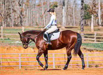 American Quarter Horse, Ruin, 5 Jaar, 157 cm, Roodbruin
