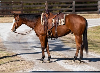 American Quarter Horse, Ruin, 5 Jaar, 157 cm, Roodbruin
