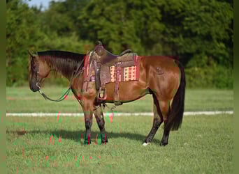 American Quarter Horse, Ruin, 5 Jaar, 157 cm, Roodbruin