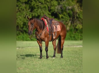 American Quarter Horse, Ruin, 5 Jaar, 157 cm, Roodbruin