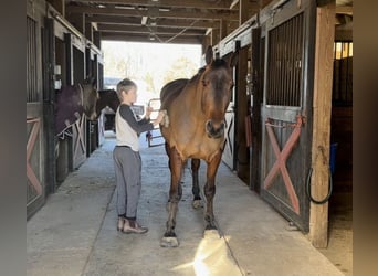American Quarter Horse Mix, Ruin, 5 Jaar, 157 cm, Roodbruin