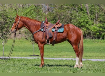American Quarter Horse, Ruin, 5 Jaar, 157 cm, Roodvos