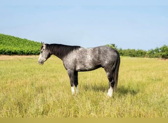 American Quarter Horse, Ruin, 5 Jaar, 157 cm, Schimmel