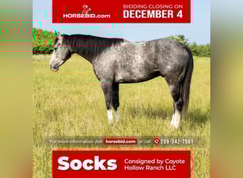 American Quarter Horse, Ruin, 5 Jaar, 157 cm, Schimmel