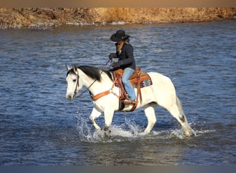 American Quarter Horse, Ruin, 5 Jaar, 157 cm, Schimmel