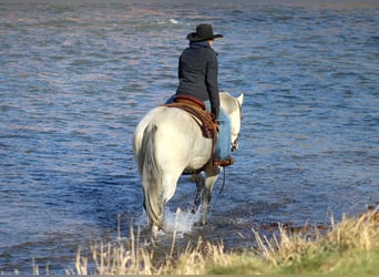 American Quarter Horse, Ruin, 5 Jaar, 157 cm, Schimmel