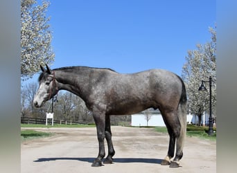 American Quarter Horse, Ruin, 5 Jaar, 157 cm, Schimmel