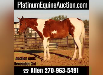 American Quarter Horse, Ruin, 5 Jaar, 157 cm, Tobiano-alle-kleuren