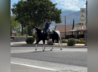 American Quarter Horse, Ruin, 5 Jaar, 157 cm, Tobiano-alle-kleuren