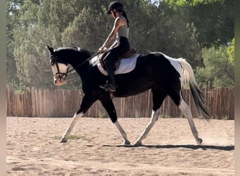 American Quarter Horse, Ruin, 5 Jaar, 157 cm, Tobiano-alle-kleuren