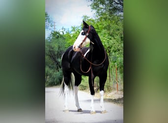 American Quarter Horse, Ruin, 5 Jaar, 157 cm, Tobiano-alle-kleuren