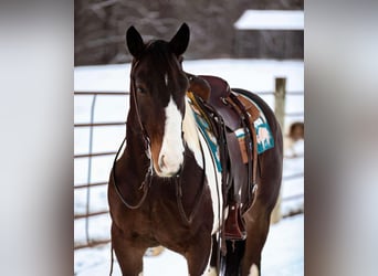 American Quarter Horse, Ruin, 5 Jaar, 157 cm, Tobiano-alle-kleuren