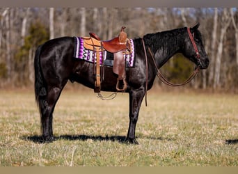 American Quarter Horse, Ruin, 5 Jaar, 157 cm, Zwart