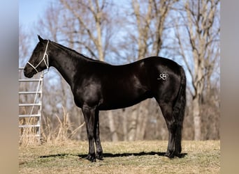 American Quarter Horse, Ruin, 5 Jaar, 157 cm, Zwart