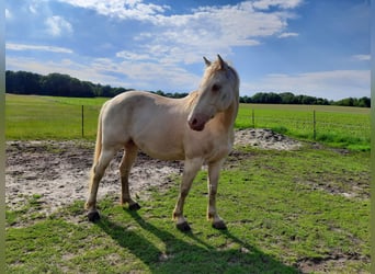 American Quarter Horse Mix, Ruin, 5 Jaar, 158 cm, Cremello