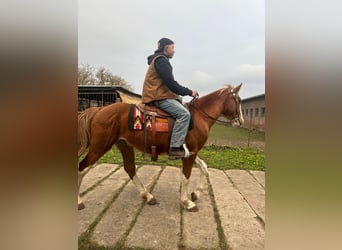 American Quarter Horse Mix, Ruin, 5 Jaar, 158 cm, Gevlekt-paard