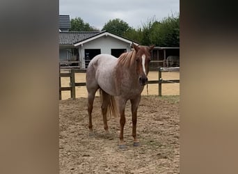 American Quarter Horse, Ruin, 5 Jaar, 159 cm, Roan-Red