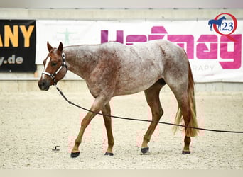 American Quarter Horse, Ruin, 5 Jaar, 159 cm, Roan-Red
