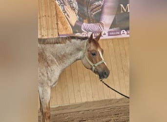 American Quarter Horse, Ruin, 5 Jaar, 159 cm, Roan-Red