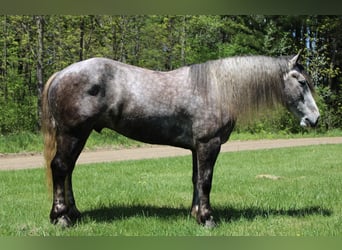 American Quarter Horse, Ruin, 5 Jaar, 160 cm, Appelschimmel