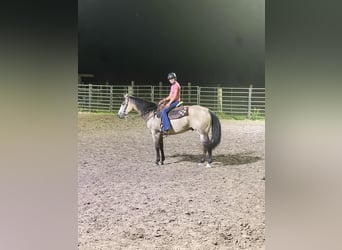 American Quarter Horse, Ruin, 5 Jaar, 160 cm, Buckskin