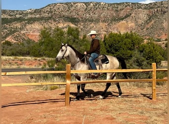 American Quarter Horse, Ruin, 5 Jaar, 160 cm, Buckskin