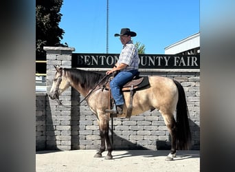 American Quarter Horse, Ruin, 5 Jaar, 160 cm, Buckskin