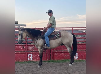 American Quarter Horse, Ruin, 5 Jaar, 160 cm, Buckskin