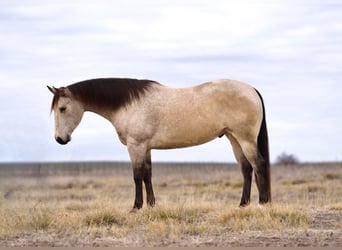 American Quarter Horse, Ruin, 5 Jaar, 160 cm, Buckskin