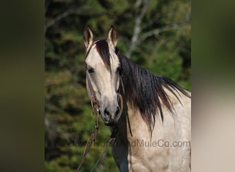 American Quarter Horse, Ruin, 5 Jaar, 160 cm, Buckskin