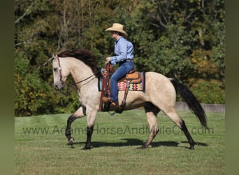 American Quarter Horse, Ruin, 5 Jaar, 160 cm, Buckskin