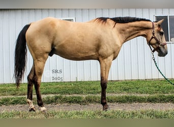 American Quarter Horse, Ruin, 5 Jaar, 160 cm, Buckskin