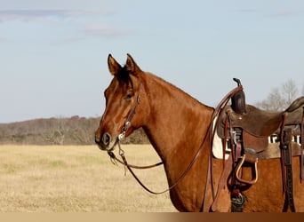 American Quarter Horse, Ruin, 5 Jaar, 160 cm, Falbe
